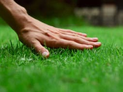 Free Lawn Analysis Free Lawn Analysis