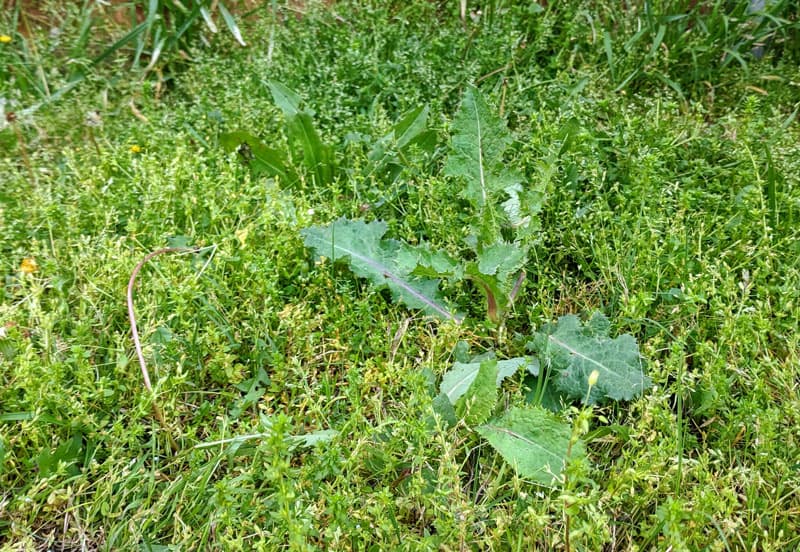 Broadleaf Lawn Weeds