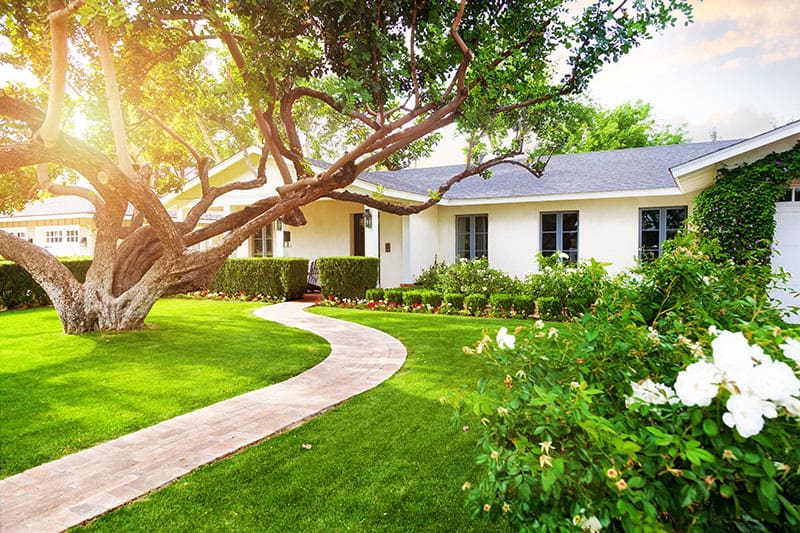 Choosing the Right Tree for Your Lawn