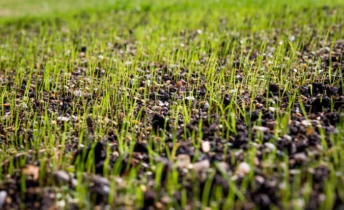 healthy grass growing from seeds