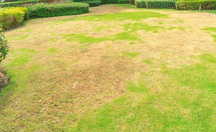 how to patch your grass