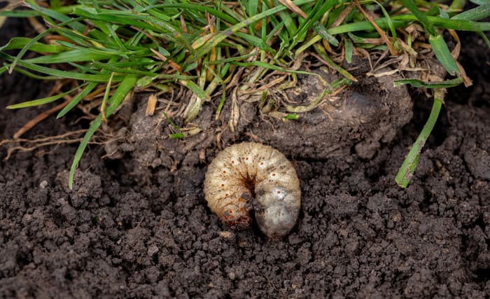 grub prevention and control